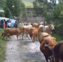 Salida del ganado de la Feria